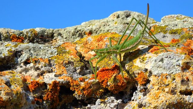 Predatory bush cricket, or the spiked magician (Saga pedo, Orthoptera), largest endangered grasshopper in Europe, Red Book