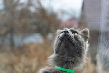 Obraz premium Gray street cat of the Maine Coon breed in the yard on the street, under the open sky. Pets and family pets outdoors in motion, with blurry action