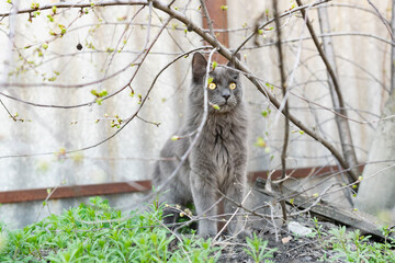 Gray street cat of the Maine Coon breed in the yard on the street, under the open sky. Pets and family pets outdoors in motion, with blurry action