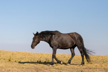 Pryor Mountain Black Mare Wild Horse Mustang on the border of Wyoming Montana in the United States