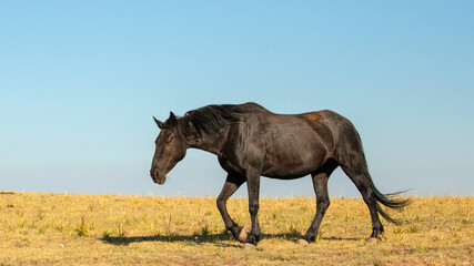 Black Mare Wild Horse Mustang in the mountains of the western United States - obrazy, fototapety, plakaty
