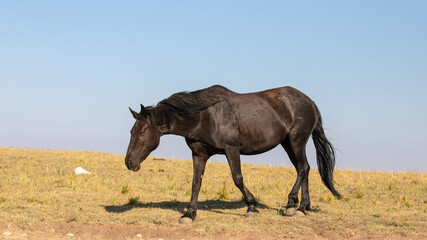 Symbol of the west - Black Mare Wild Horse Mustang in the western United States