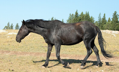 Sorrel Black Mare Wild Horse Mustang in the Pryor Mountains Wild Horse Refuge Sanctuary on the...