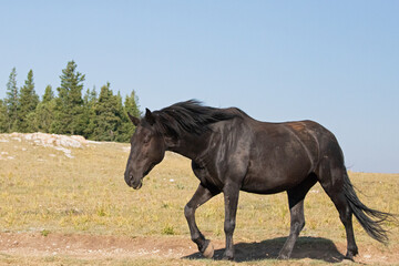 Black Mare Wild Horse Mustang in the Pryor Mountains Wild Horse Refuge Sanctuary on the border of...