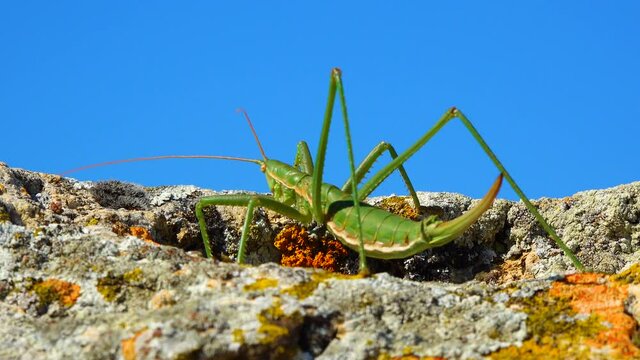 Predatory bush cricket, or the spiked magician (Saga pedo, Orthoptera), largest endangered grasshopper in Europe, Red Book