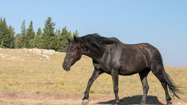Black Mare Wild Horse Mustang in the mountains of the western United States