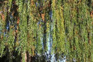 Branches of a weeping willow tree hanging