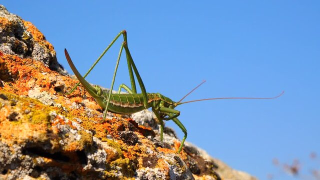 Predatory bush cricket, or the spiked magician (Saga pedo, Orthoptera), largest endangered grasshopper in Europe, Red Book