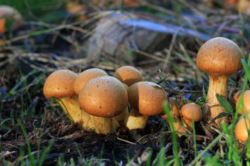 Mushrooms growing around a cut log