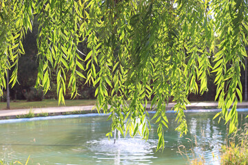 Branches of a weeping willow tree hanging © JoseFelix