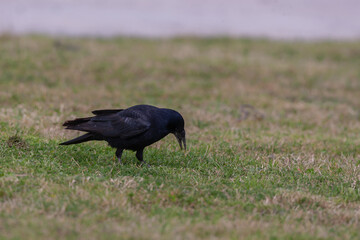 Rook (Corvus frugilegus) feeding in the grass