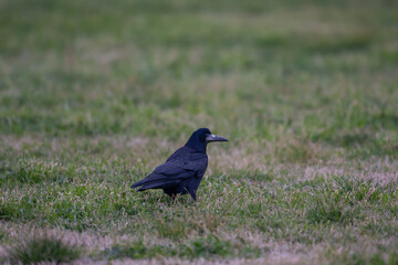 Rook (Corvus frugilegus) feeding in the grass