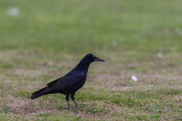 Rook (Corvus frugilegus) feeding in the grass