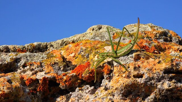 Predatory bush cricket, or the spiked magician (Saga pedo, Orthoptera), largest endangered grasshopper in Europe, Red Book