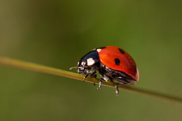 Macro Ladybug