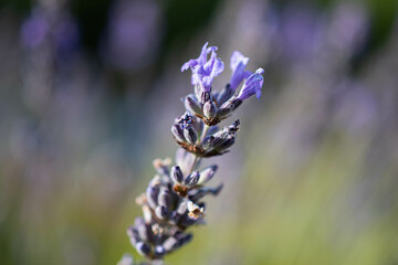 Macro lavender