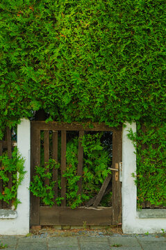 This wooden gate is completely covered by a green hedge