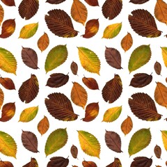 live scanned leaves autumn pattern