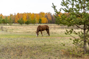 Obraz na płótnie Canvas a red horse in a field against the background