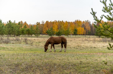 a red horse in a field against the background