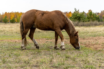 Fototapeta premium a red horse in a field against the background