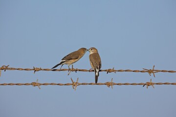 Indian Silverbills or white throated munia showing affection (kissing)