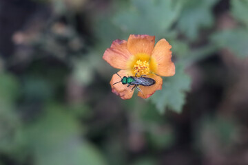 Rara Abeja Verde sobre una flor naranja en una reserva experimental