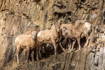 Big Horn Sheep herd on a rock wall