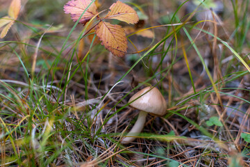 autumn inedible mushrooms. poisonous mushrooms