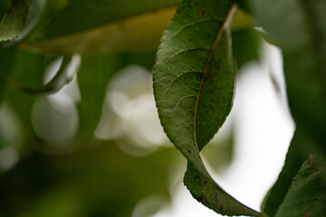 Fototapeta premium Leaf close up