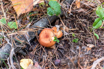 buttermilk, Suillus luteus, edible mushrooms