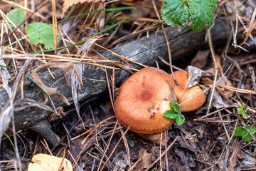 buttermilk, Suillus luteus, edible mushrooms