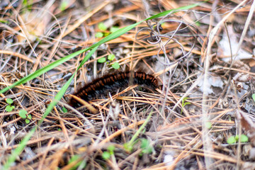 a shaggy brown goose, macrothylacia rubi