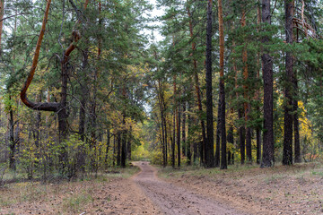 Fototapeta premium coniferous and deciduous trees in an autumn forest