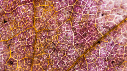 Naklejka na ściany i meble Extreme close-up of texture of old purple leaf after the fall.