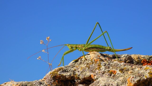 Predatory bush cricket, or the spiked magician (Saga pedo, Orthoptera), largest endangered grasshopper in Europe, Red Book