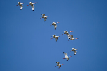 White Ibis flying in formation