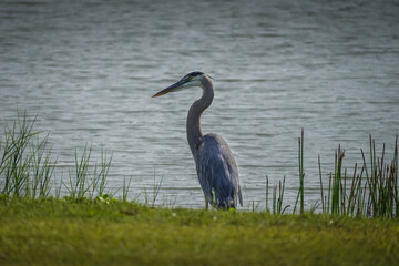 Great Blue Heron on edge of water