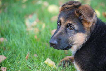 bébé chien berger allemand très mignon