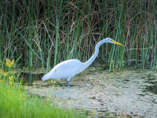 Great Egret wading in pond