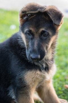 1 652 Best Berger Allemand Images Stock Photos Vectors Adobe Stock