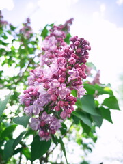 Blooming lilac close-up. Summer background.