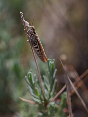 Grasshopper in its natural environment.