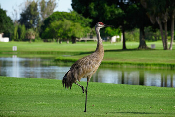 Sandhill Crane Ballet Pose
