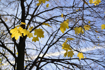 Golden autumn in Moscow