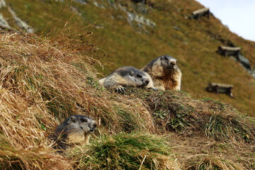 Drei Murmeltiere im Herbst im Hochgebirge von Österreich