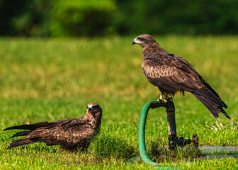 Black Kite pair drinking water