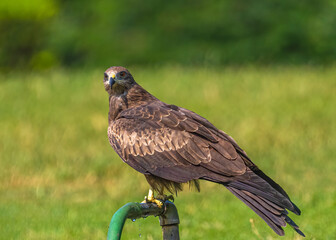 Black Kite looking into the camera
