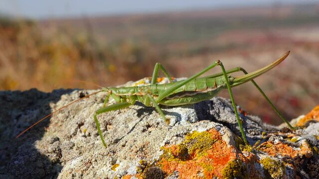 Predatory bush cricket, or the spiked magician (Saga pedo, Orthoptera), largest endangered grasshopper in Europe, Red Book