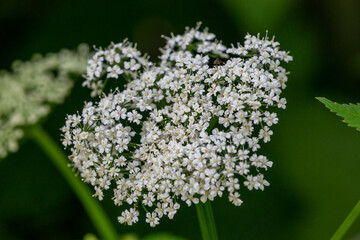 Blooming ground elder plant on a green background macro photography on a summer day. Flowering grass with small white flowers in the summer, close-up photo. Aegopodium podgraria flowers in summertime.